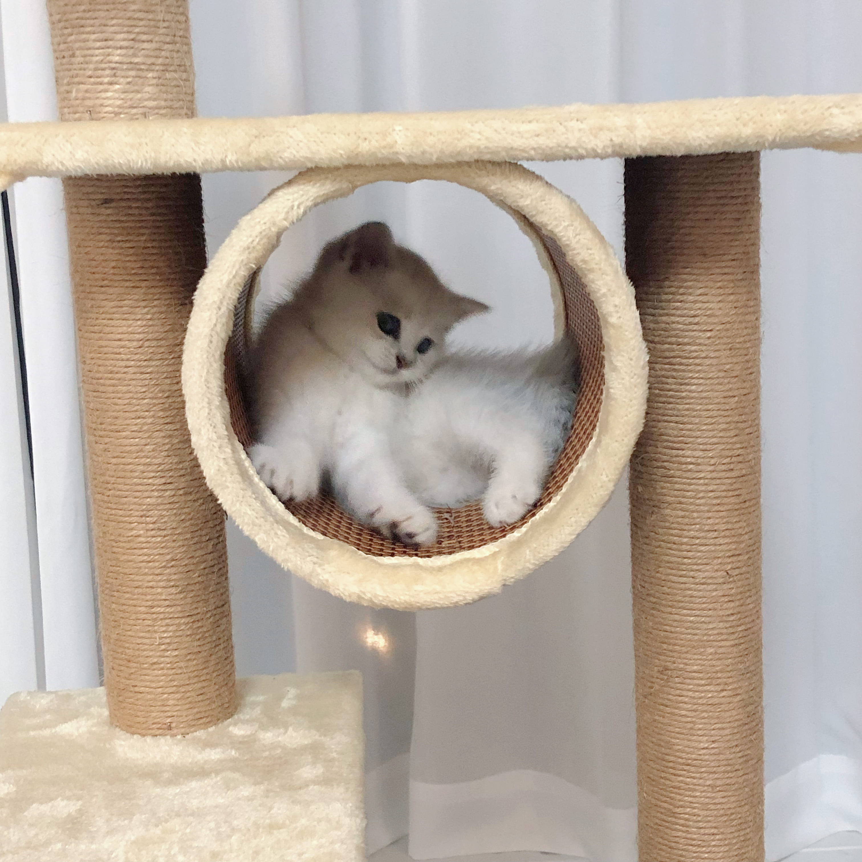 糯米躲猫猫